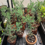 2” Bonsai Assorted