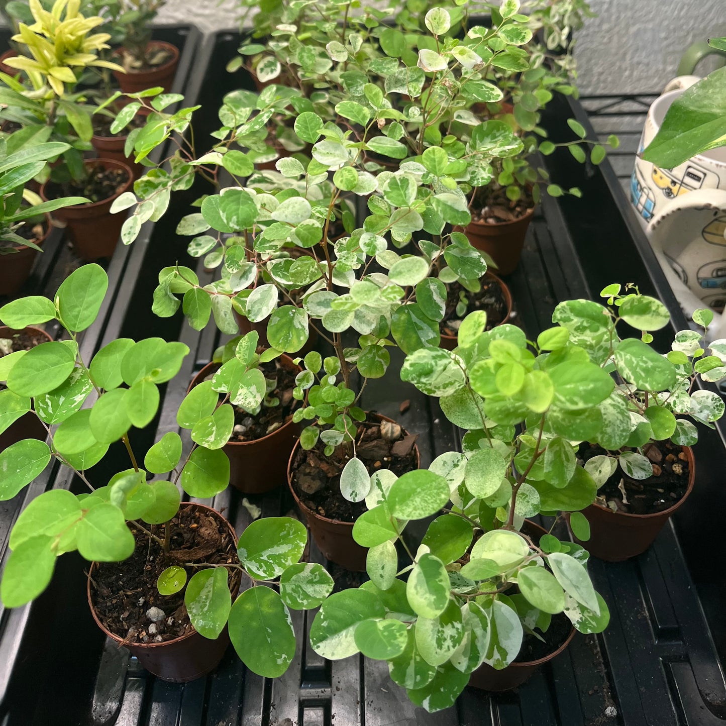 2” Bonsai Assorted