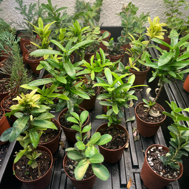 2” Bonsai Assorted