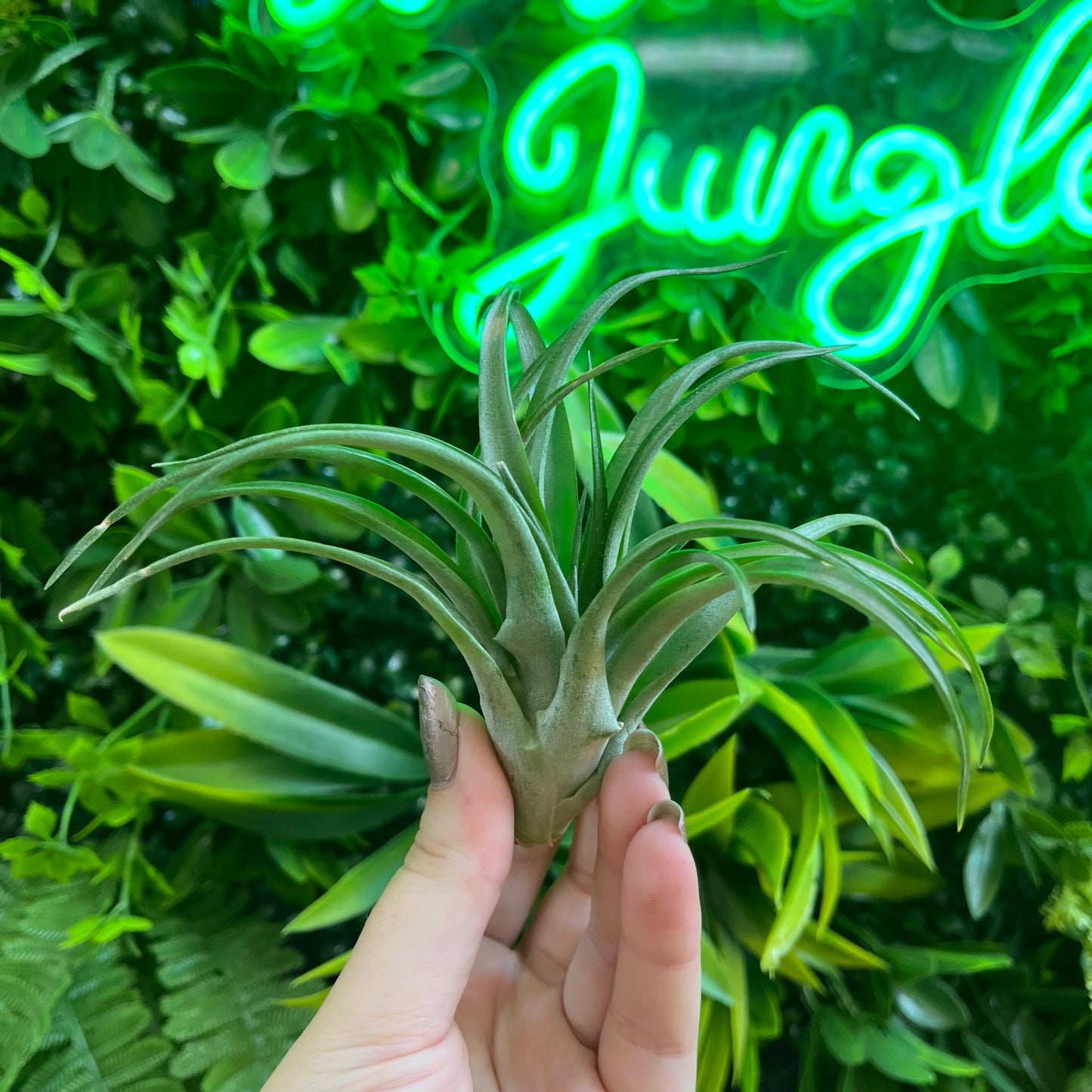 Tillandsia Green Abdita (Air Plant)