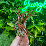 Tillandsia Red Abdita (Air Plant)
