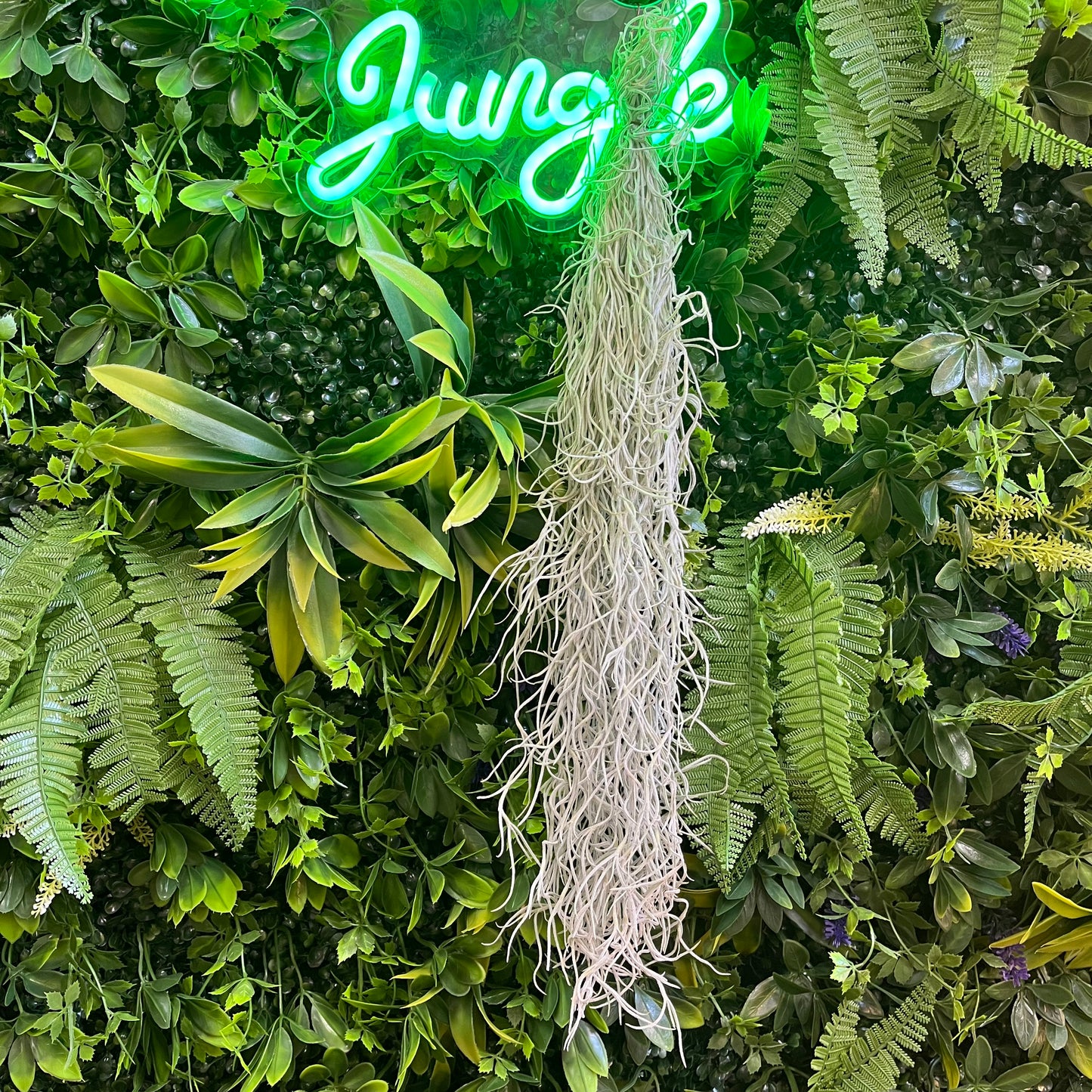 Tillandsia Usneoides (Spanish Moss) Air Plant