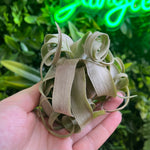 Tillandsia Streptophylla (Air Plant)