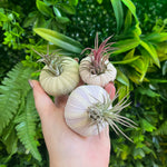 Ionantha (Air Plant) in Urchin Shell