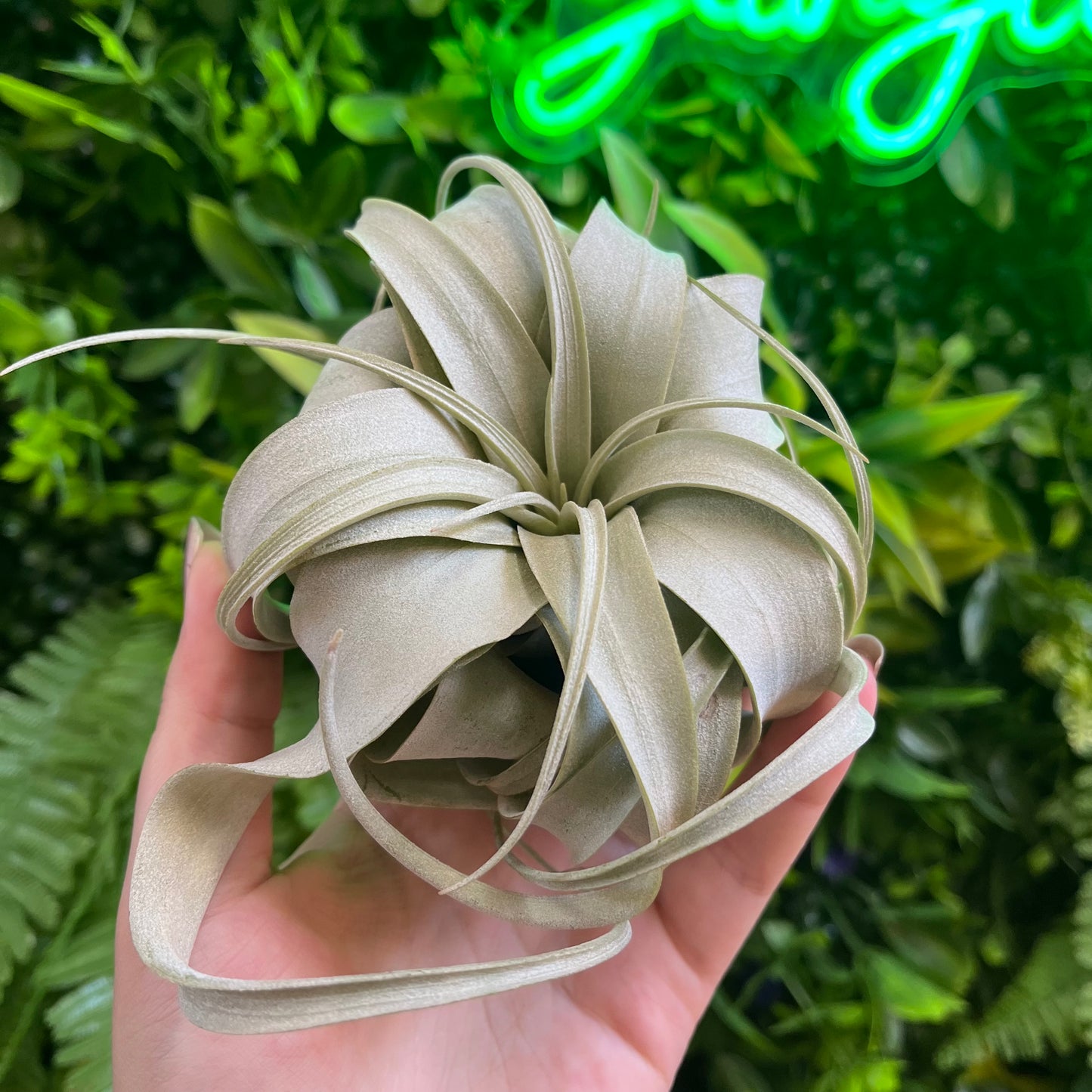 Xerographica Air Plant