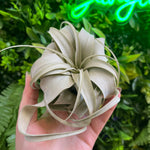 Xerographica Air Plant