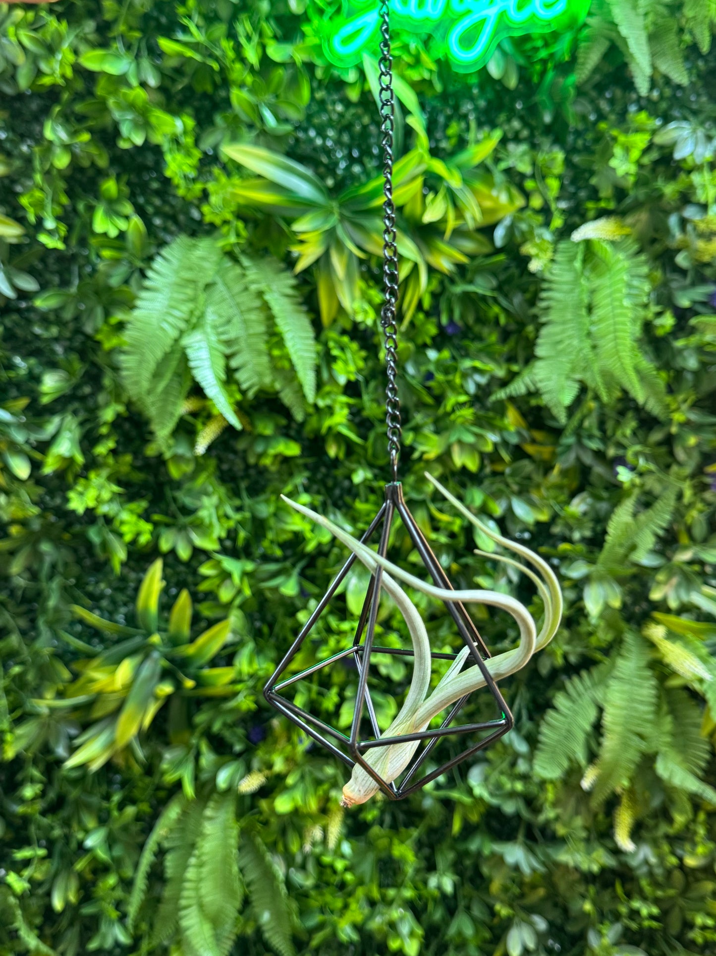 Air Plant Hangers - Variety