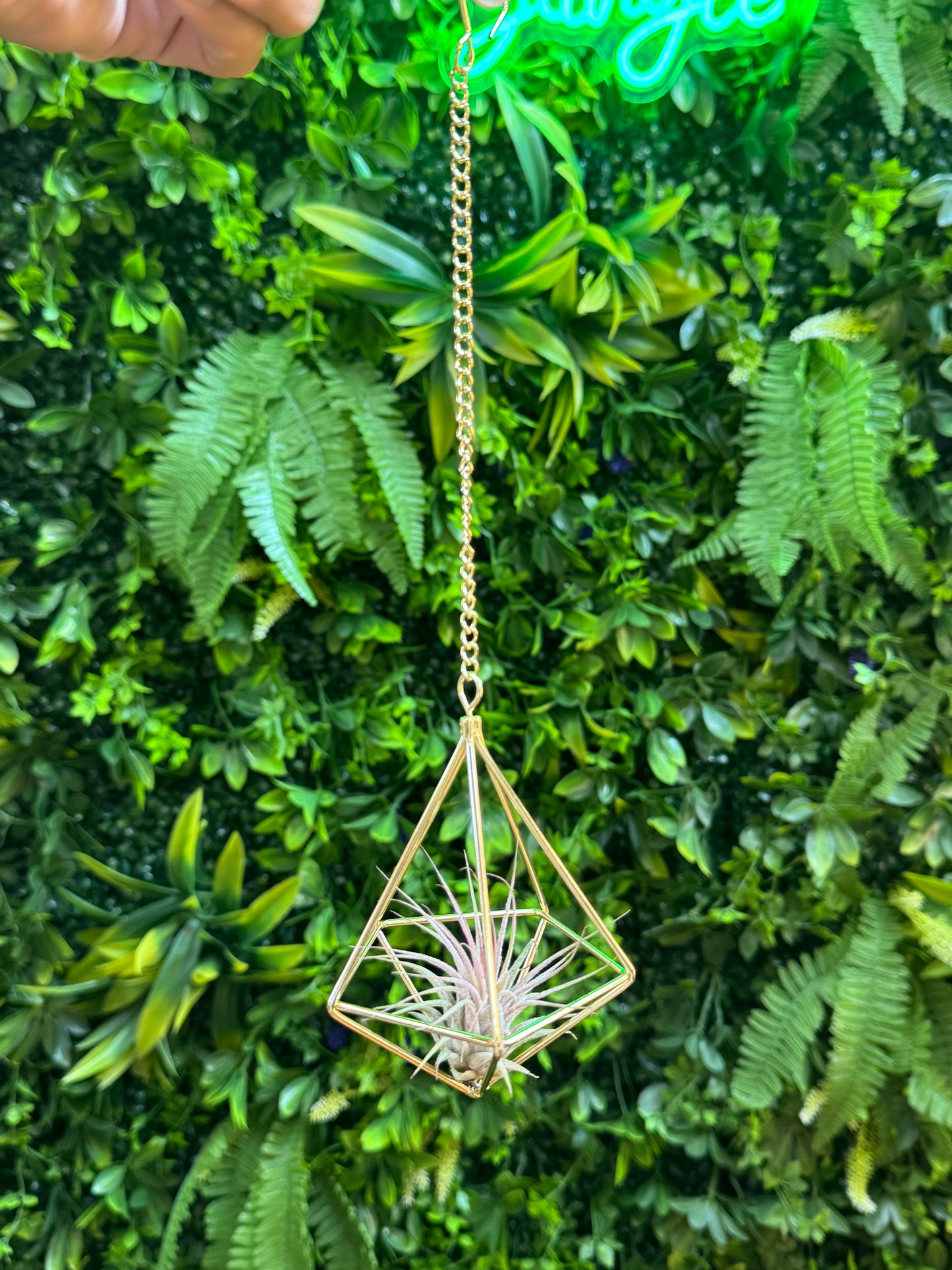 Air Plant Hangers - Variety