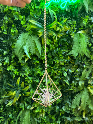 Air Plant Hangers - Variety