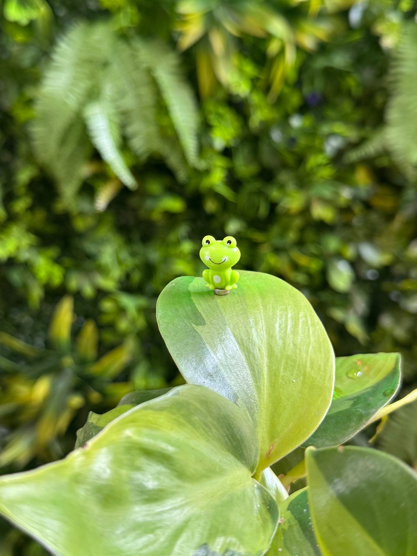 Frog Magnet