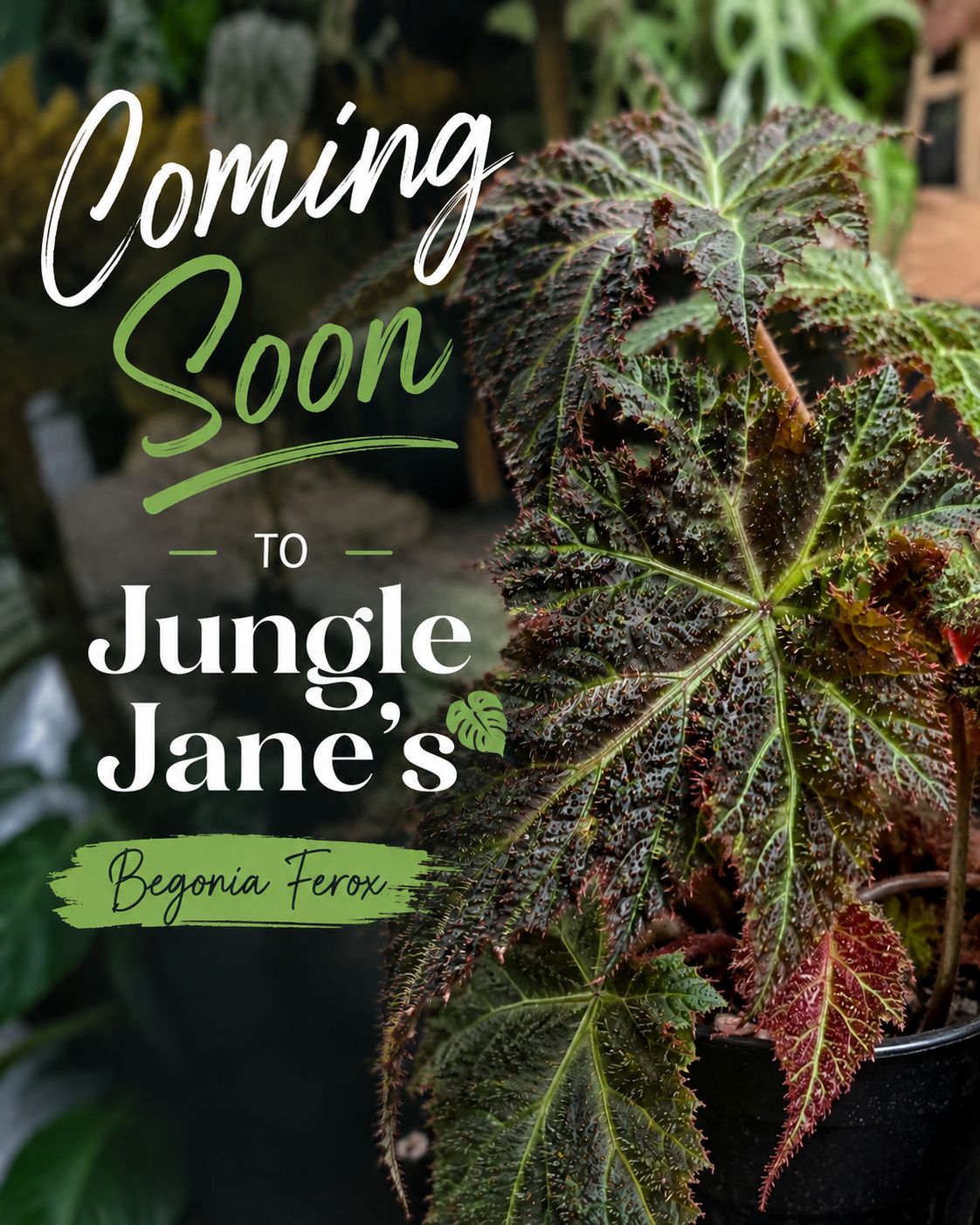 Begonia Ferox