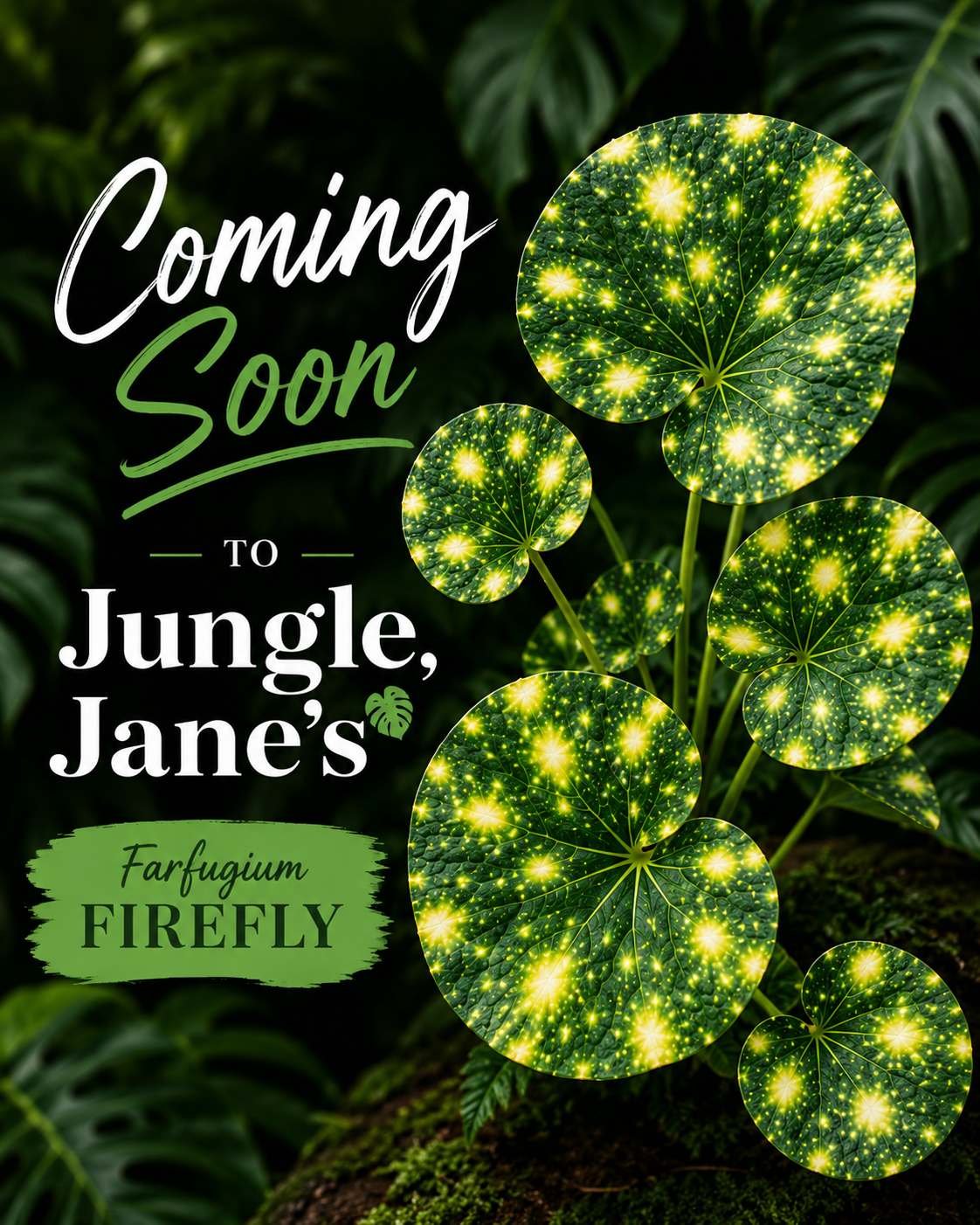 Farfugium Firefly (Firefly Leopard Plant)