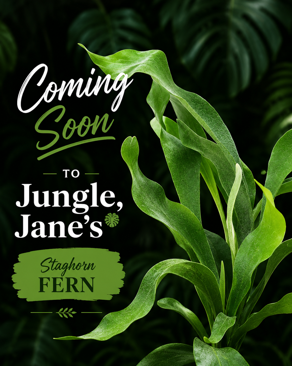 Staghorn Fern