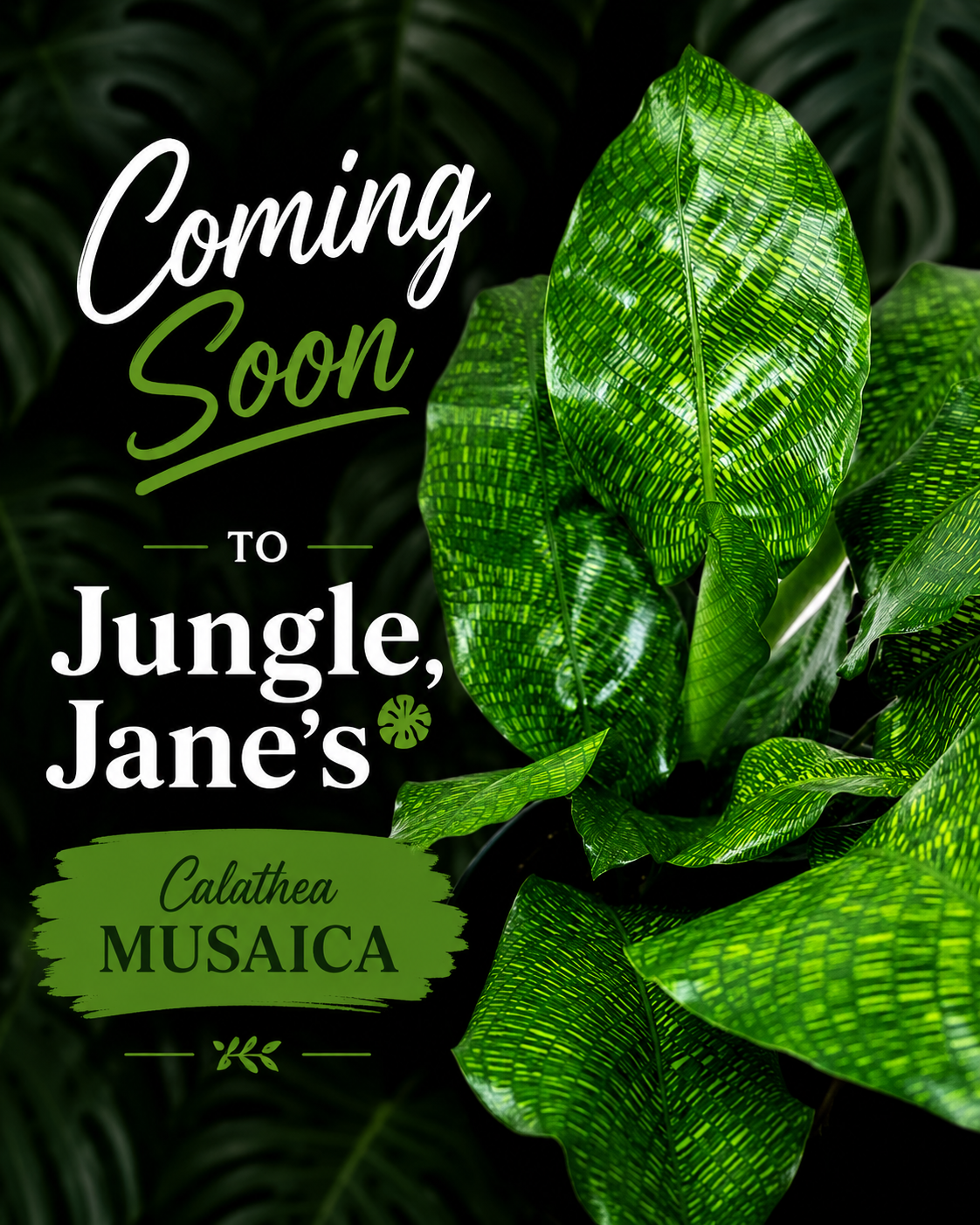 Calathea Musaica