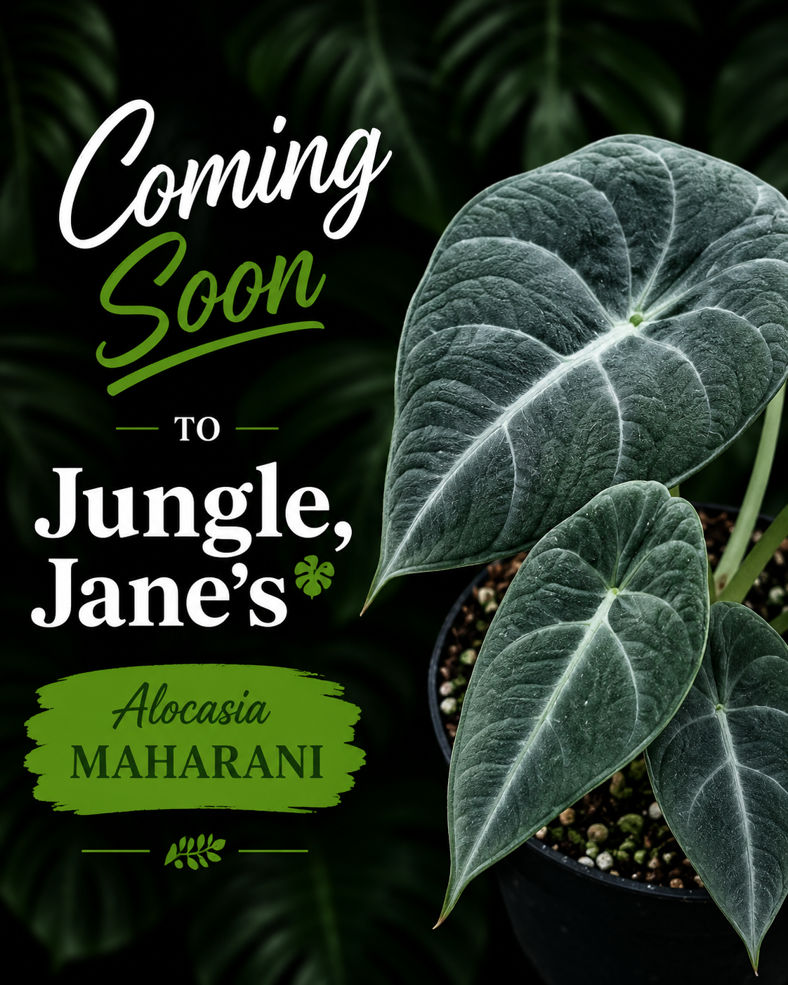 Alocasia Maharani