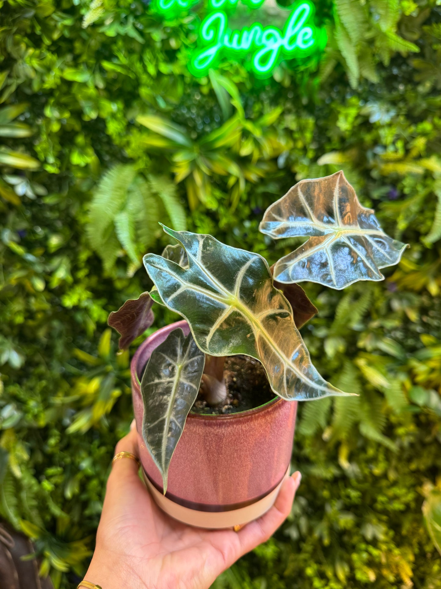 Alocasia ‘Bambino’