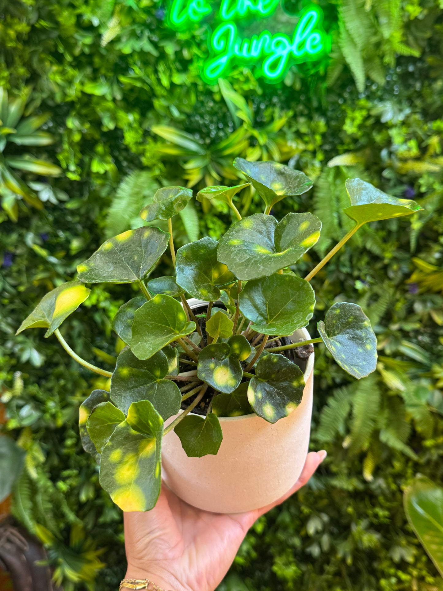Farfugium Firefly (Firefly Leopard Plant)