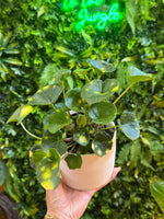 Farfugium Firefly (Firefly Leopard Plant)