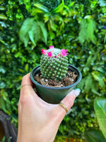 4" Mammillaria Magnimama Tolus Flowering