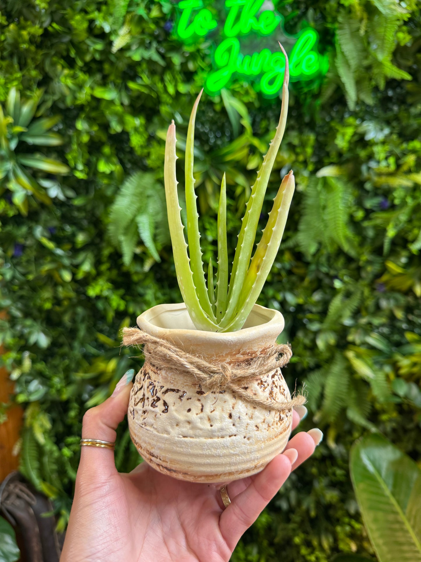 3.5" Cream & Brown Ceramic Pot