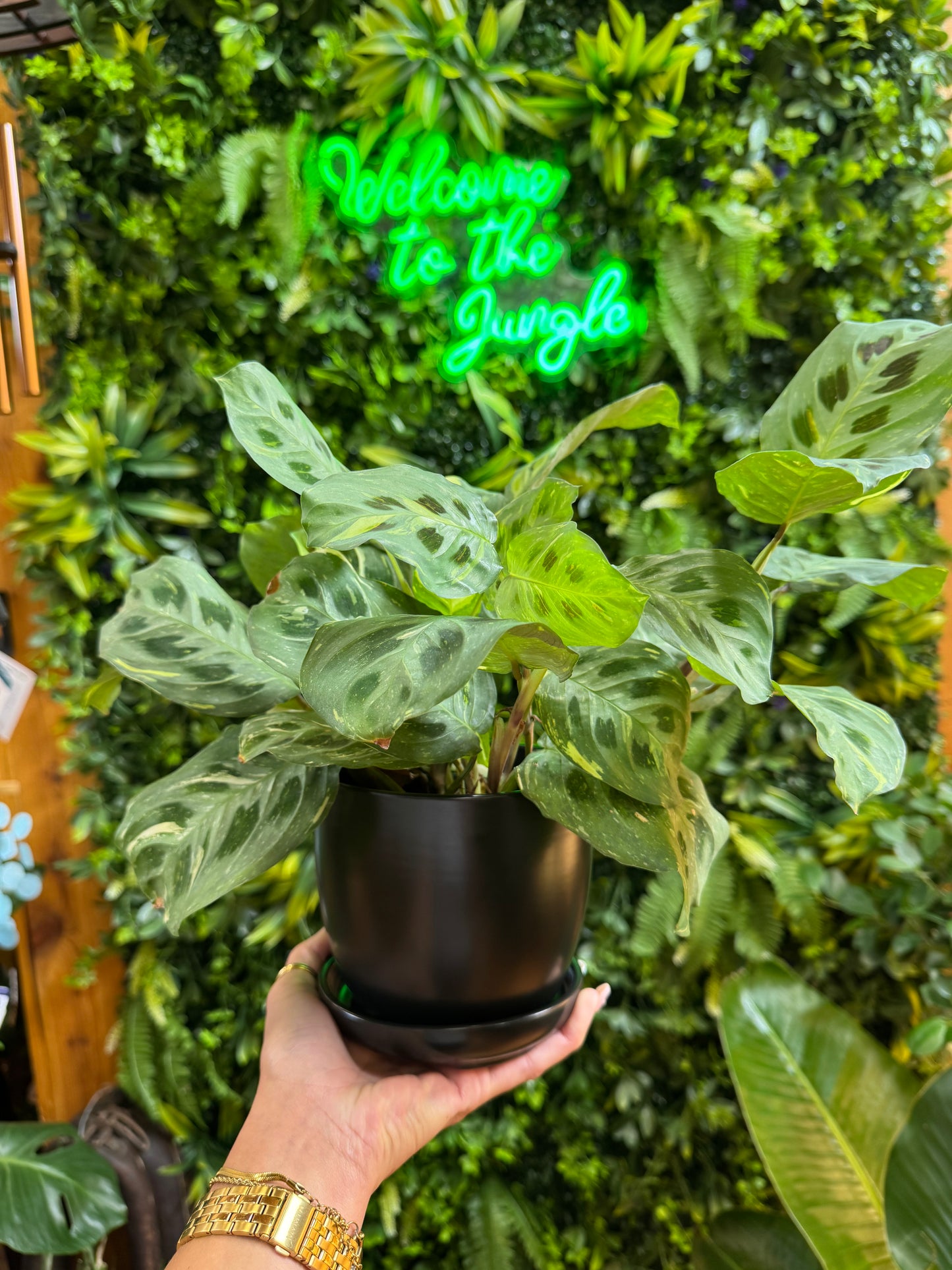 5" Black Pot with Saucer