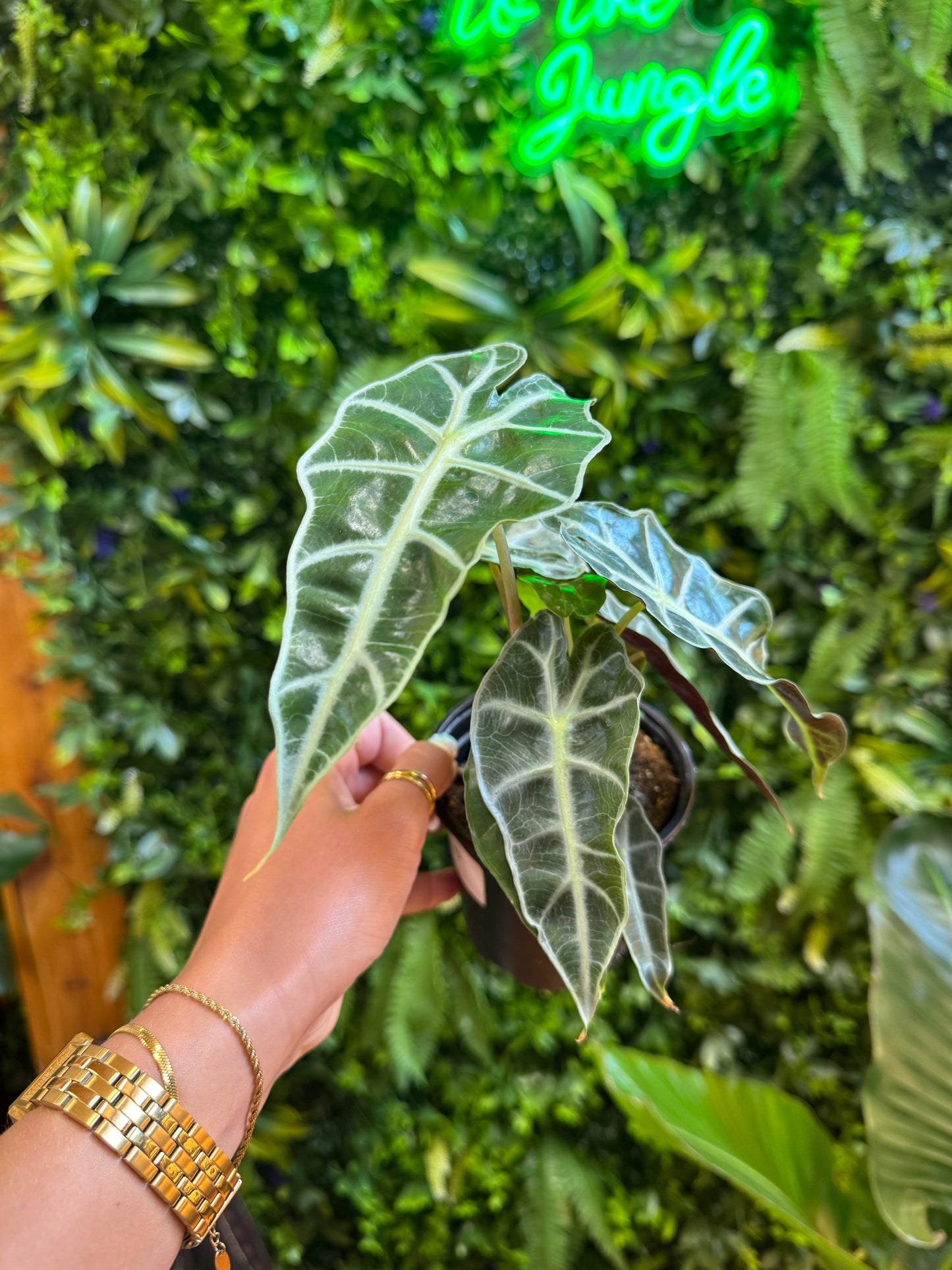 Alocasia Polly