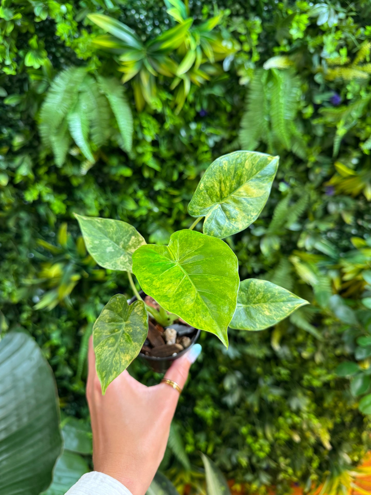Alocasia Odora Aurea (Variegated Elephant Ear)