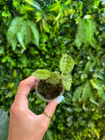 Lightning Jewel Orchid (Macodes Petola)