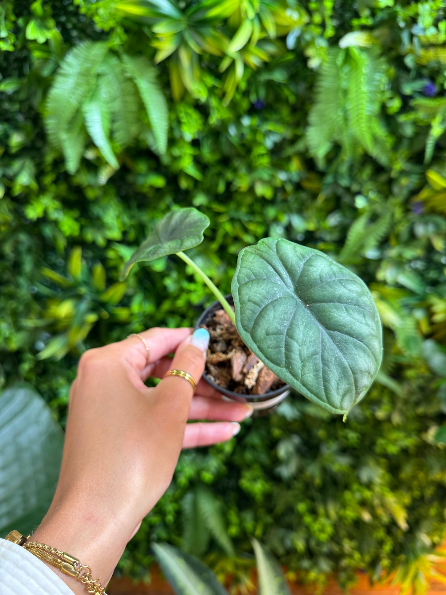 Alocasia Dragon Scale