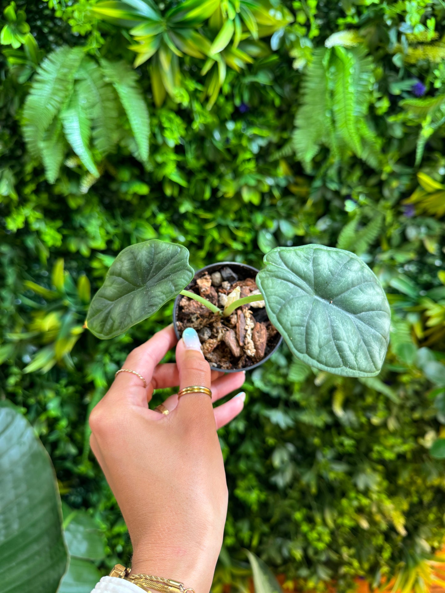 Alocasia Dragon Scale