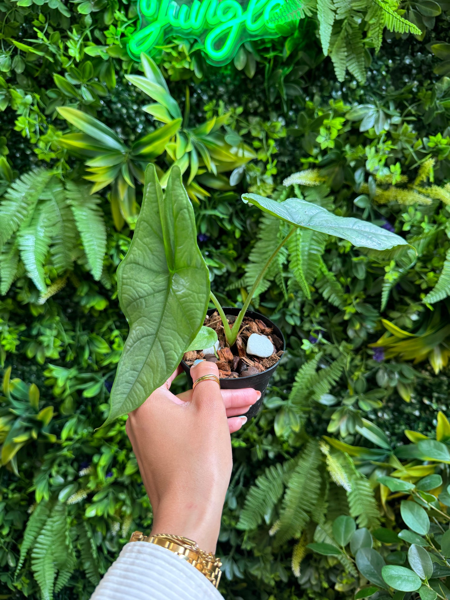 Alocasia Heterophylla Dragon's Breath