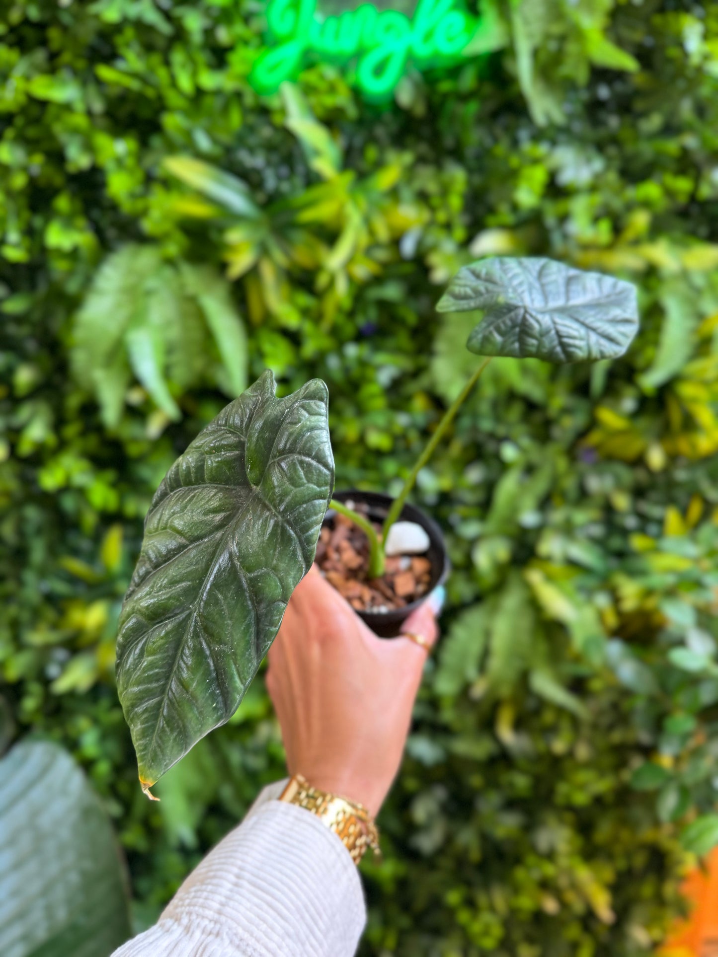 Alocasia Sinuata Quilted Dreams