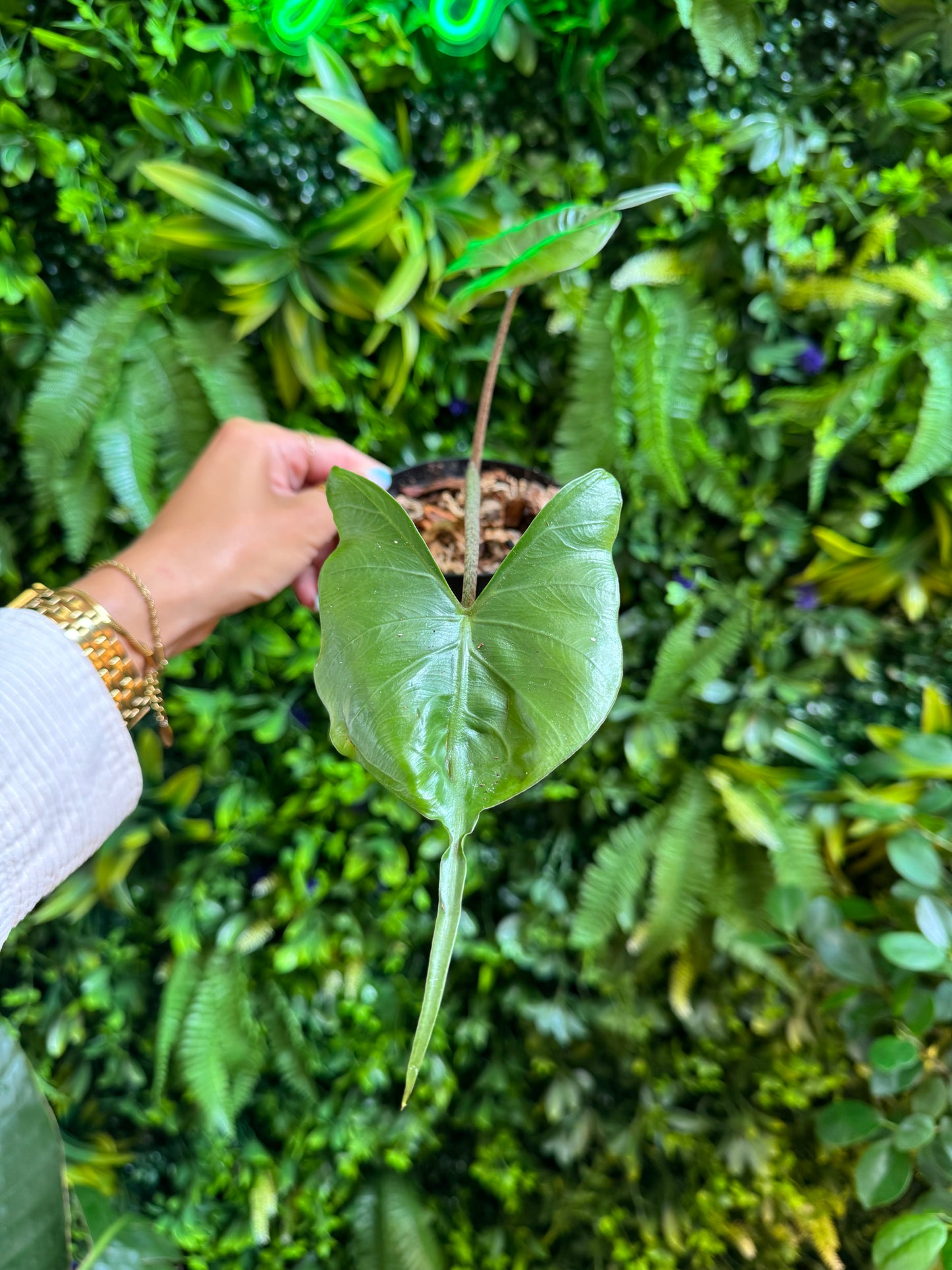 Alocasia Stingray