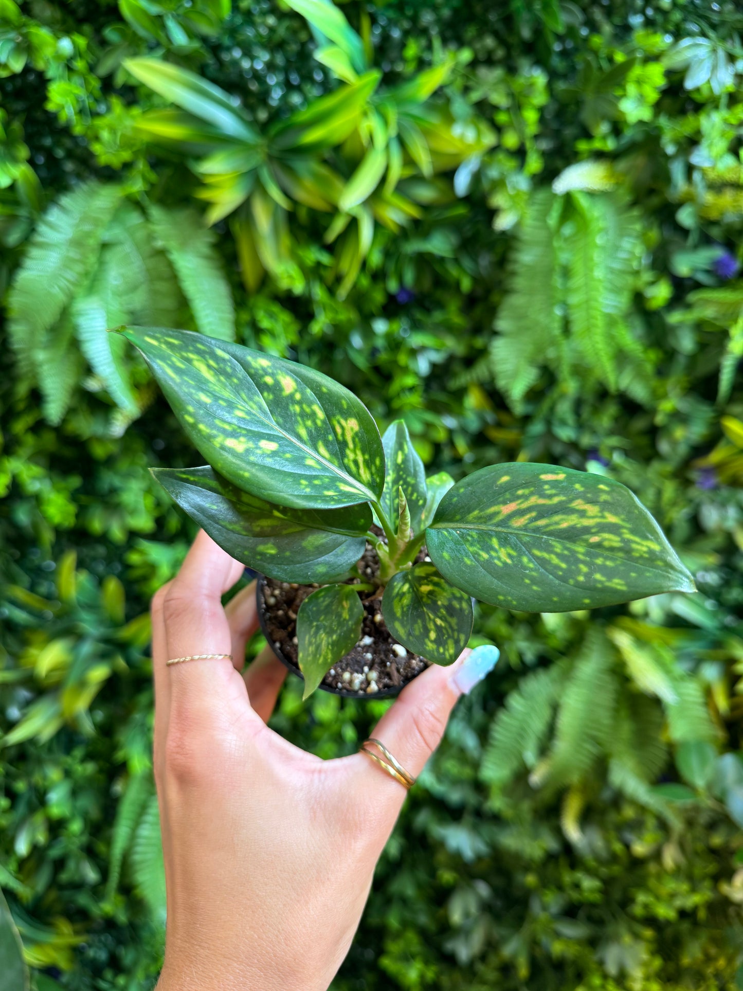 Aglaonema ‘Lady Valentine’ (Chinese Evergreen)