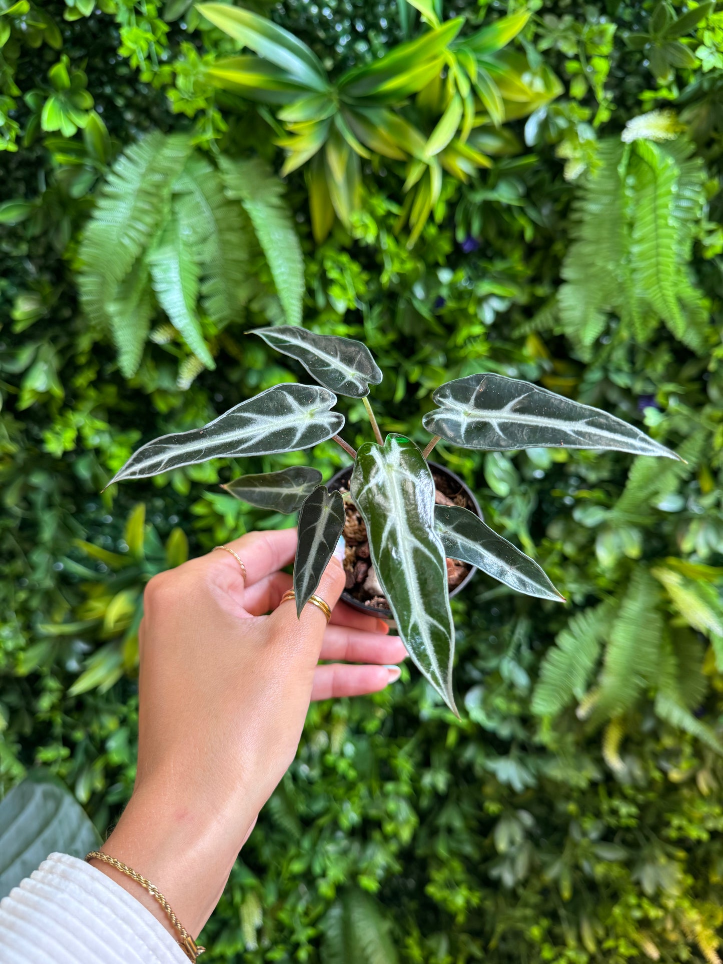 Alocasia ‘Bambino’