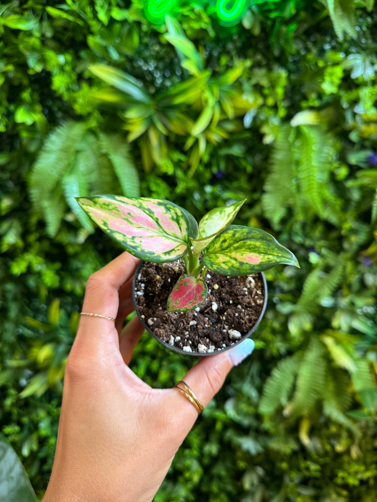 Aglaonema ‘Red Zircon’ (Chinese Evergreen)
