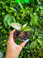 Aglaonema ‘Red Zircon’ (Chinese Evergreen)