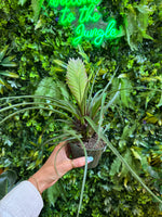 Bromeliad Tillandsia Cyanea (Pink Quill)