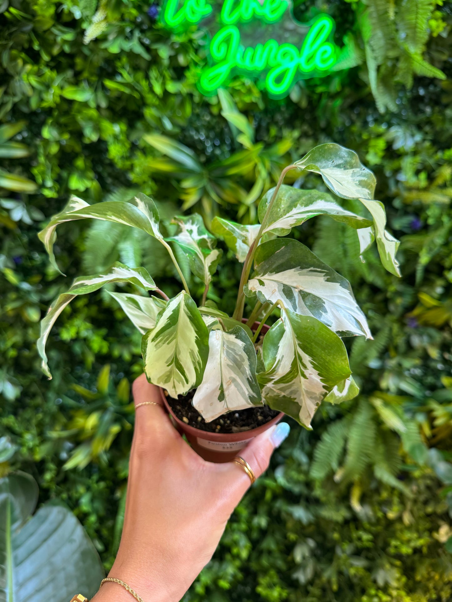 Calathea Fusion White