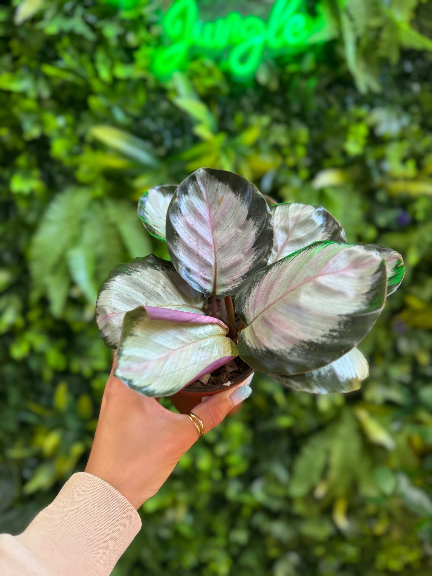 Calathea Rosy