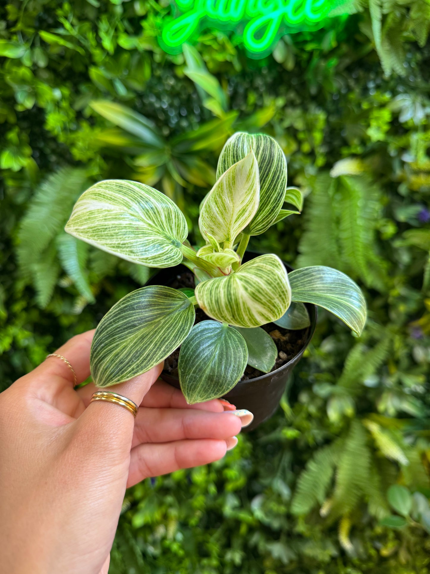 4" Philodendron Birkin