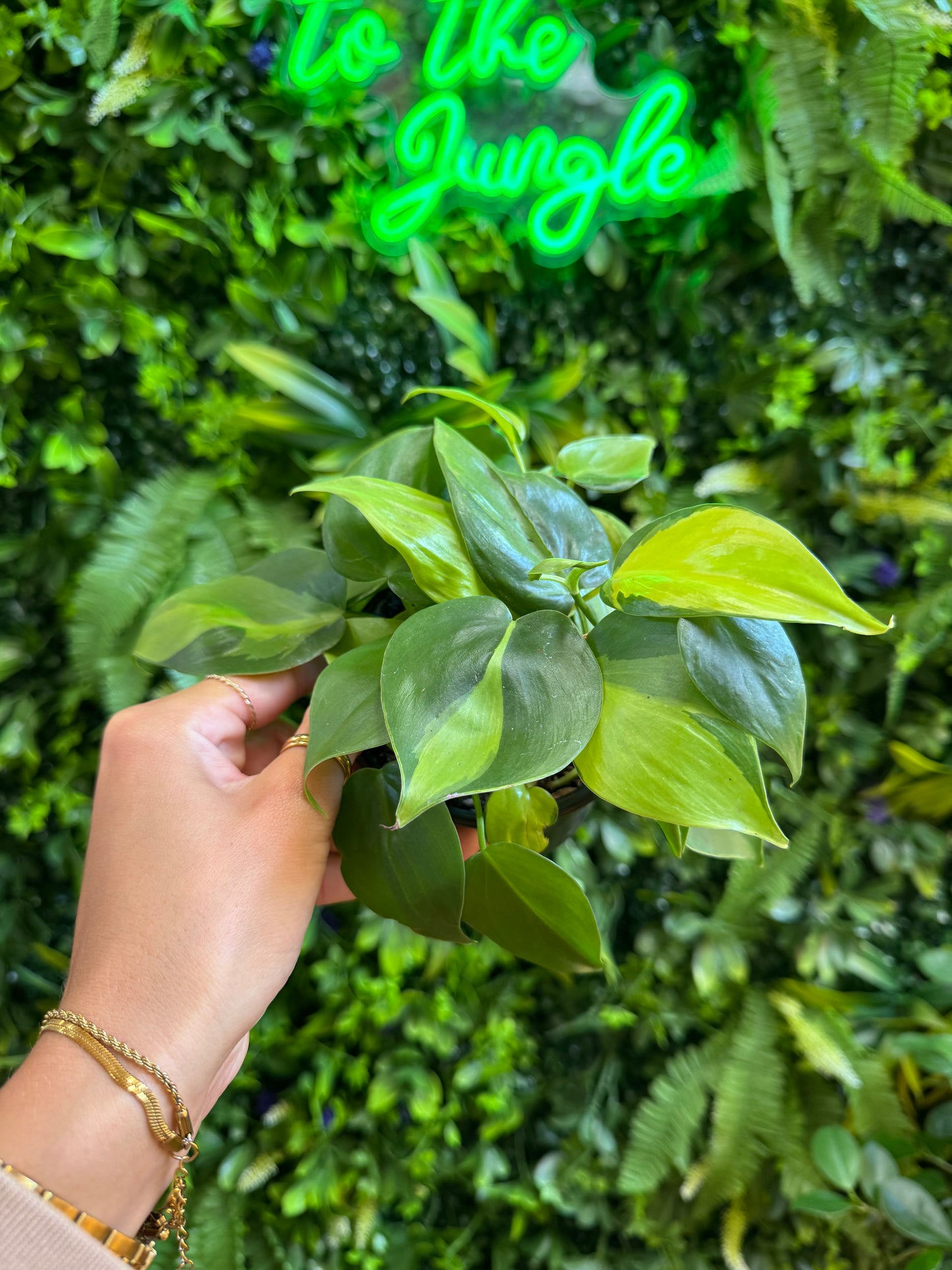 Philodendron Brasil