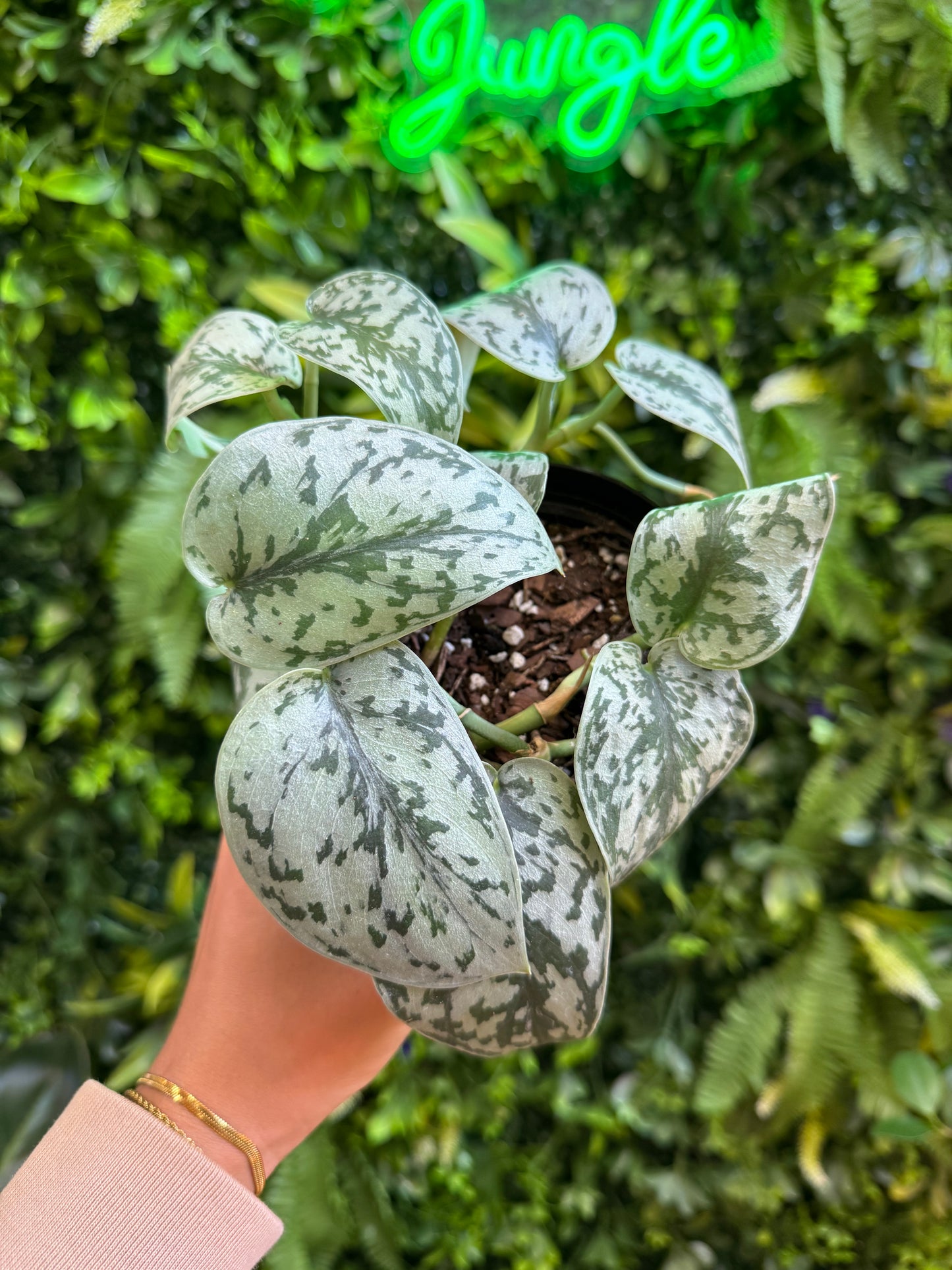 Scindapsus Silver Lady