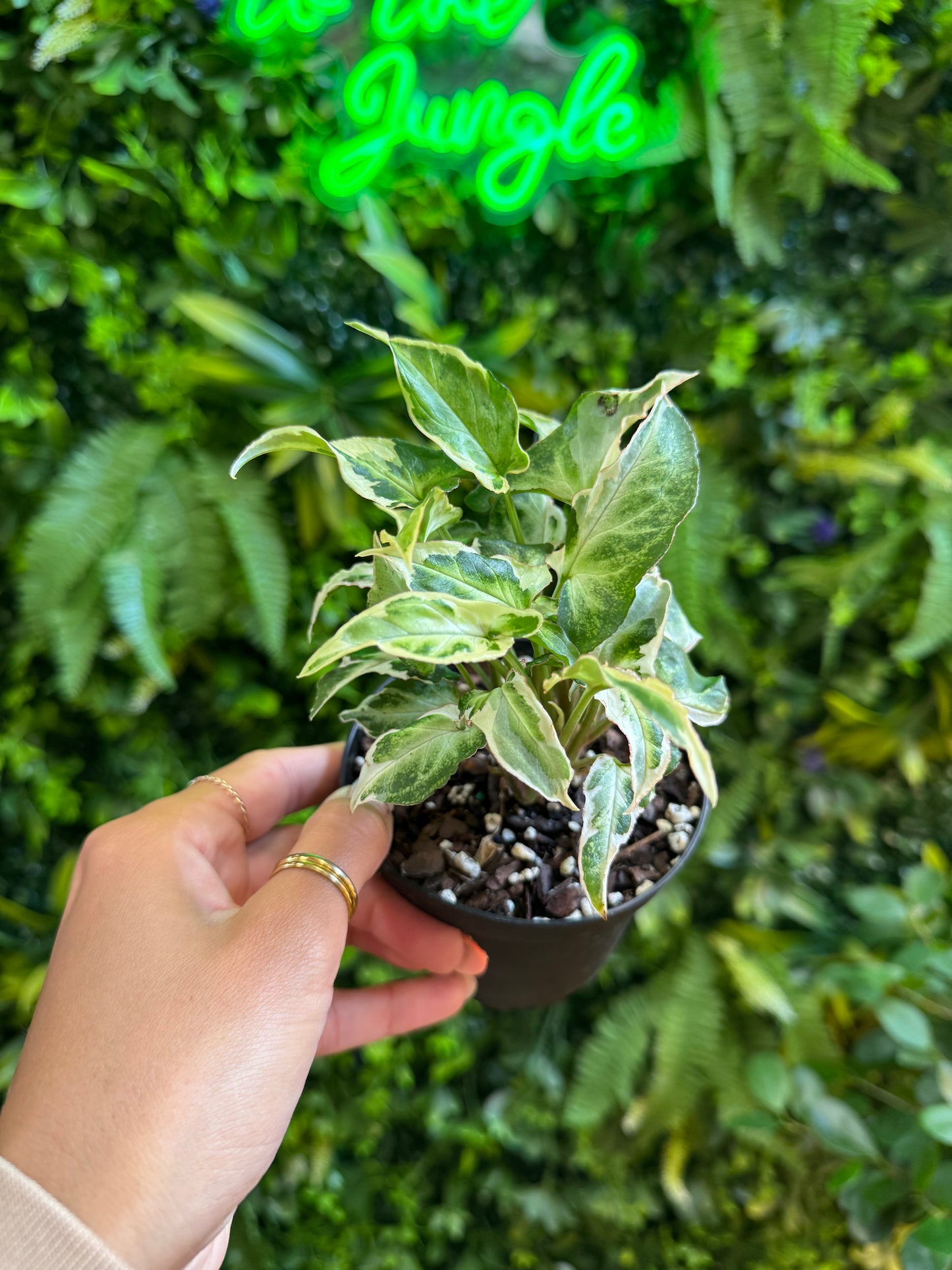 Syngonium Starlite