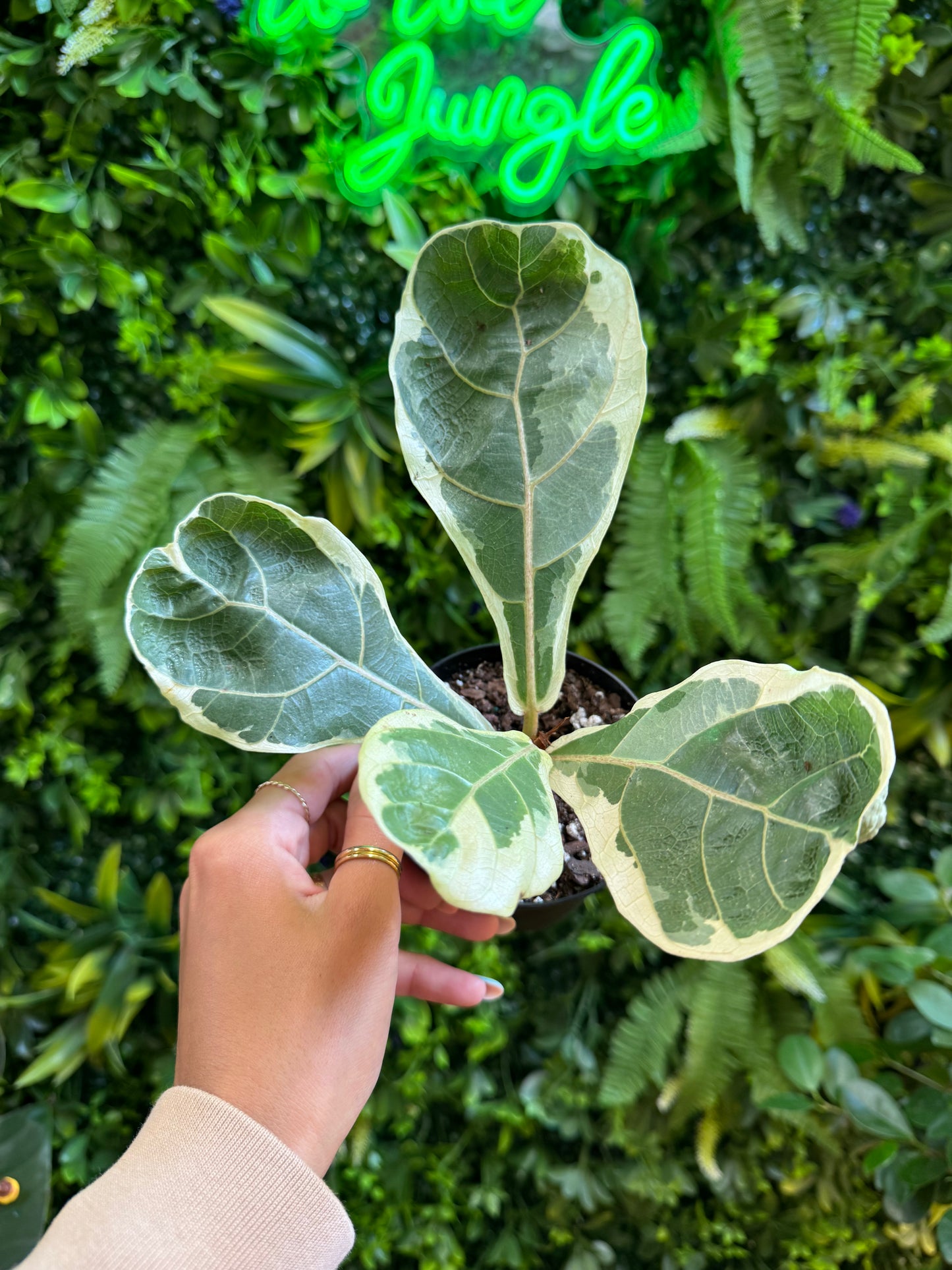 Variegated Ficus Lyrata - "Fiddle Fig"