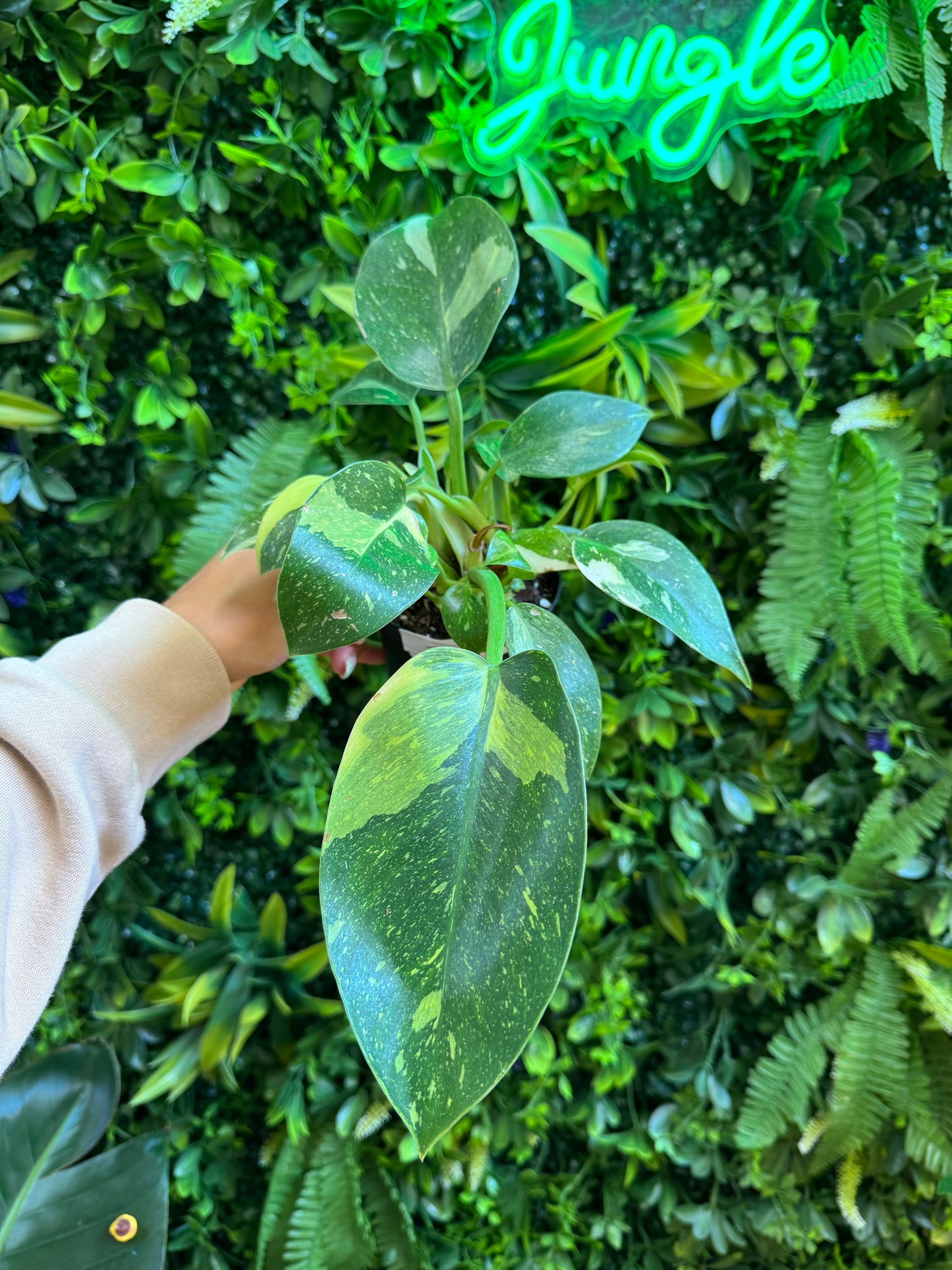 Variegated Philodendron Green Congo Copper Flame