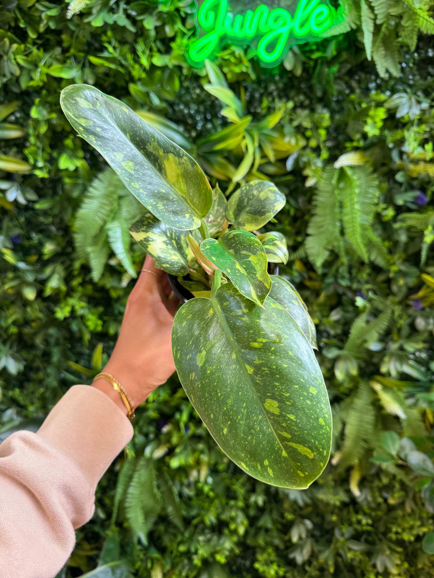 4" Philodendron 'Green Congo Constellation'