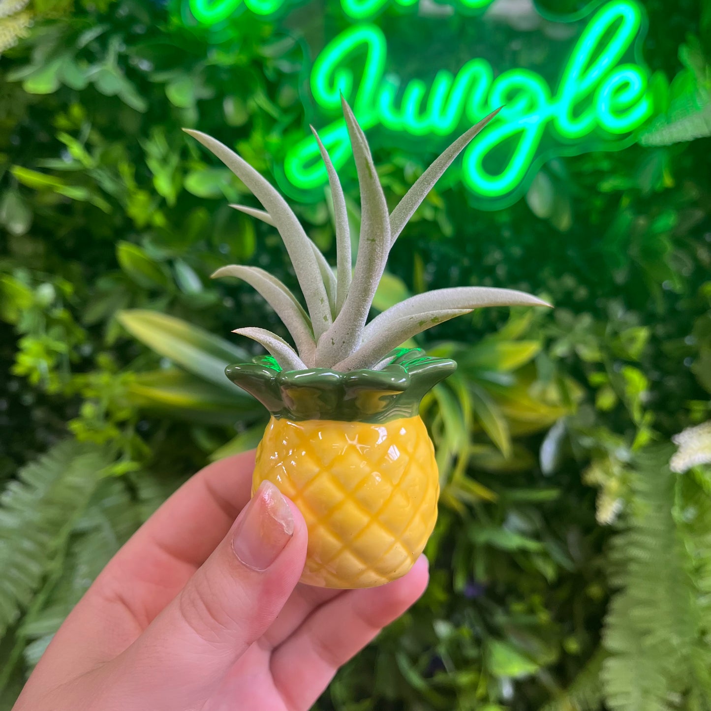 Pineapple Air Plant Holder