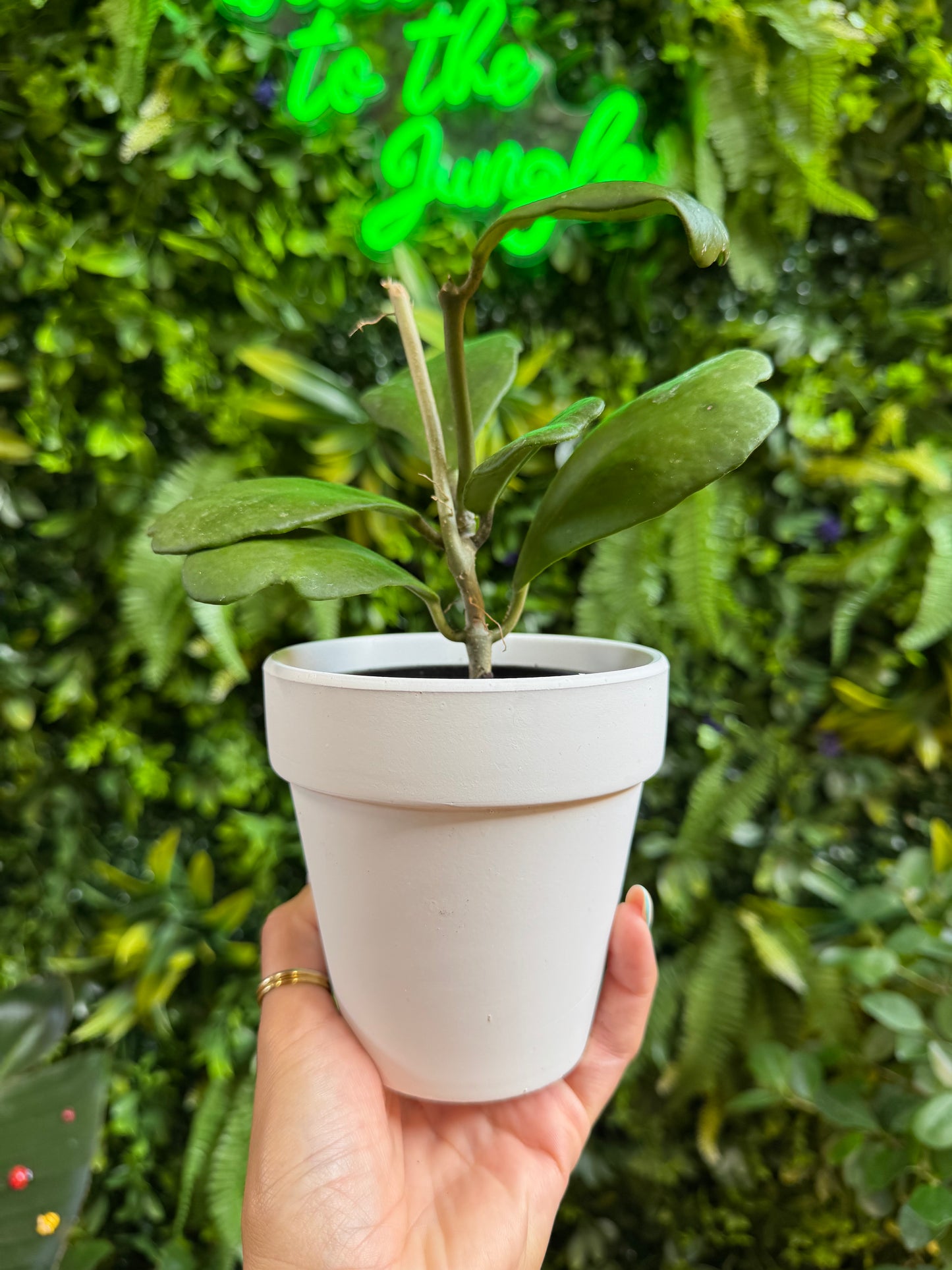 4" White Terra Cotta Pot