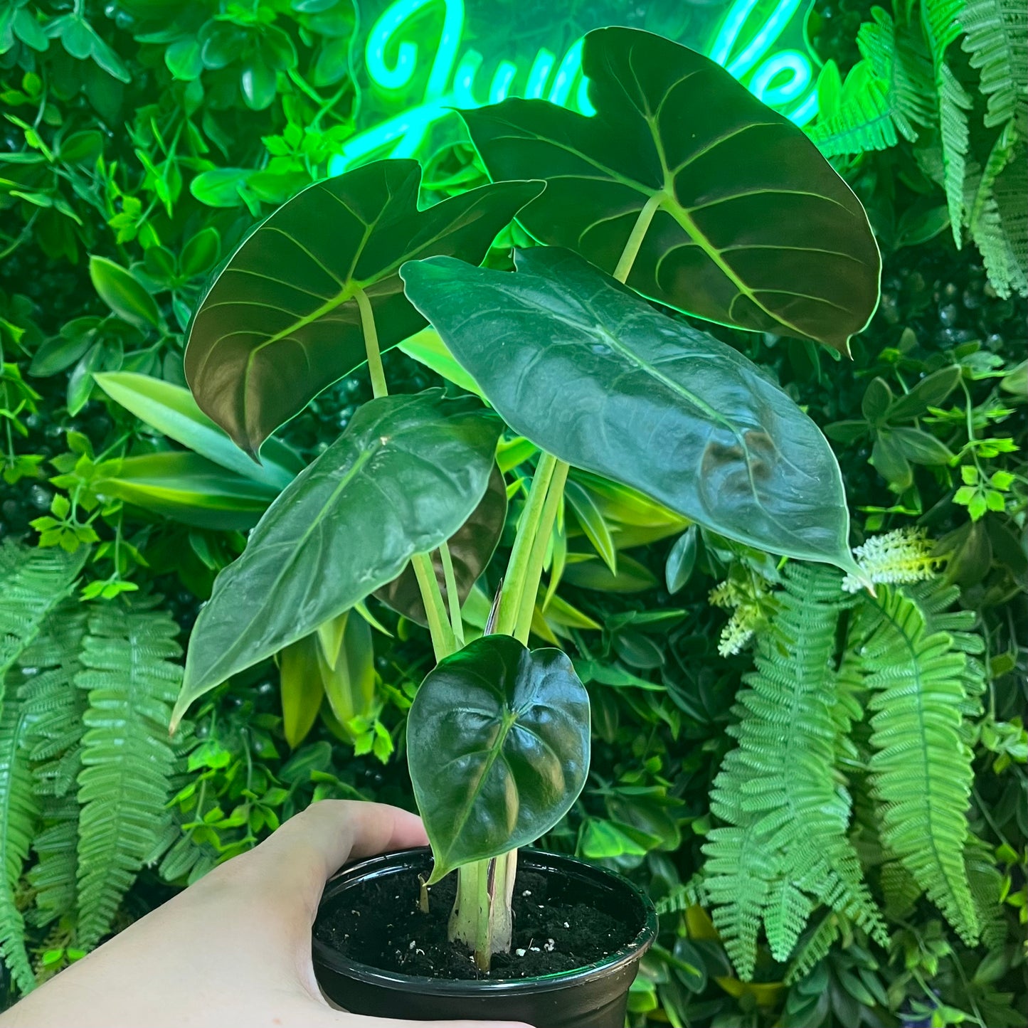 4" Alocasia Green Unicorn